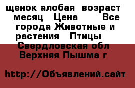 щенок алобая .возраст 1 месяц › Цена ­ 7 - Все города Животные и растения » Птицы   . Свердловская обл.,Верхняя Пышма г.